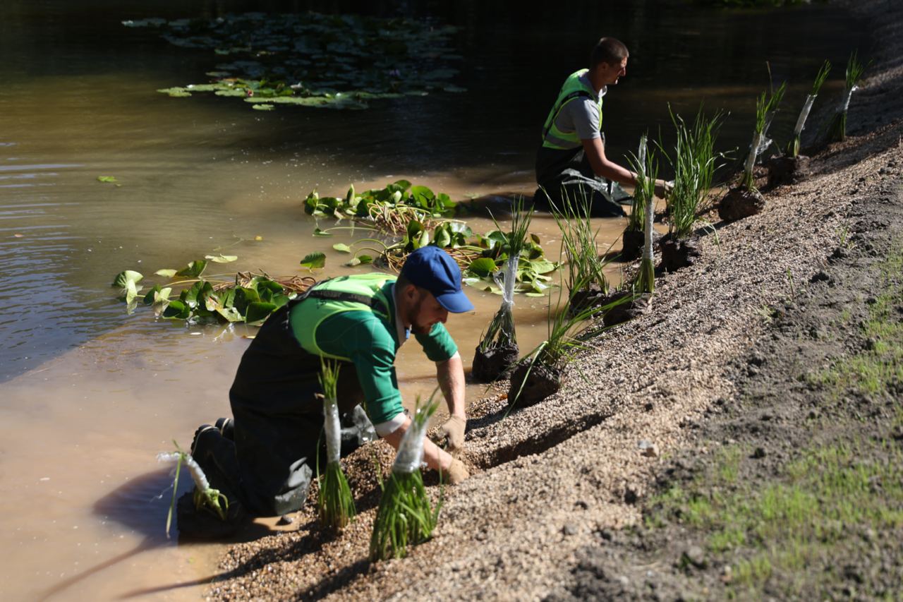 Более 70 тысяч водных растений высадили на столичных прудах. Более 70 тысяч водных растений высадили на столичных прудах.